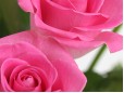 15 trandafiri roz